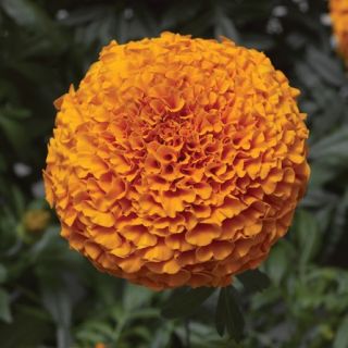 Compra TAGETE INCA II DEEP ORANGE F1 (1000 Semillas). en la tienda online Fito Agrícola