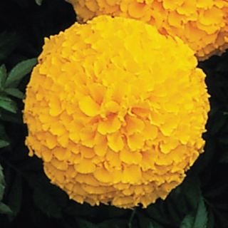 Compra TAGETE INCA II GOLD F1 (1000 Semillas). en la tienda online Fito Agrícola