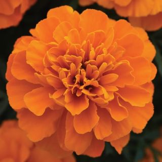 Compra TAGETE ATON DEEP ORANGE Pildorado F1 (1000 Semillas). en la tienda online Fito Agrícola