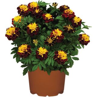 Compra TAGETE ATON ORANGE SPRY Pildorado F1 (1000 Semillas). en la tienda online Fito Agrícola