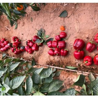 Compra PIMIENTO CABAÑAS F1 (1000 Semillas). en la tienda online Fito Agrícola