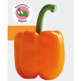 Compra PIMIENTO NAVEL F1 (1000 Semillas). en la tienda online Fito Agrícola
