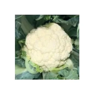 Compra COLIFLOR SERENITY F1 (2.500 Semillas) en la tienda online Fito Agrícola