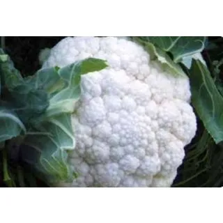 Compra COLIFLOR CROSSWAY F1 (2.500 Semillas) en la tienda online Fito Agrícola