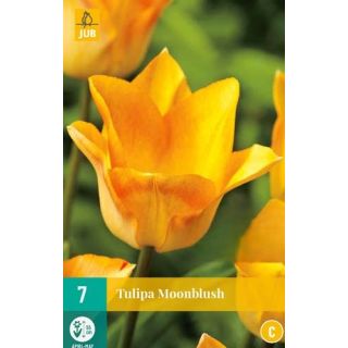 Compra TULIPÁN MOONBLUSH en la tienda online Fito Agrícola