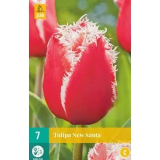 Compra TULIPÁN NEW SANTA en la tienda online Fito Agrícola