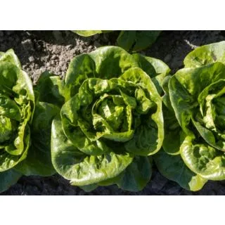 Compra LECHUGA ELIZIUM ECOLÓGICA Pildorada (10.000 Semillas) en la tienda online Fito Agrícola