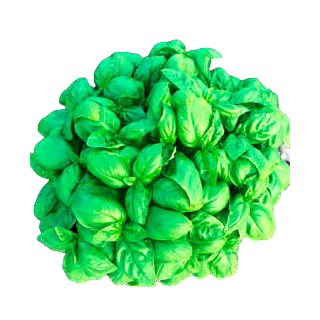 Compra ALBAHACA GECOM (1 Kgr.). en la tienda online Fito Agrícola