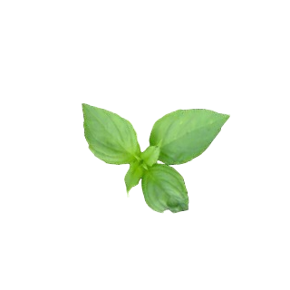 Compra ALBAHACA LIMÓN SOLE (1 Kgr.) en la tienda online Fito Agrícola