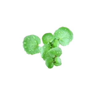 Compra BERRO DE AGUA NENUFAR (1 Kgr.). en la tienda online Fito Agrícola