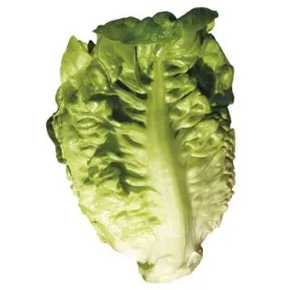 Compra LECHUGA DIAMOND Pildorada (10.000 Semillas) en la tienda online Fito Agrícola