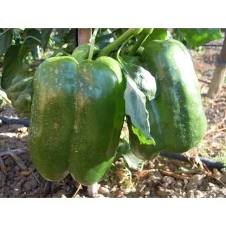 Compra ARDEI MACIO F1 (0,2 gr.). en la tienda online Fito Agrícola