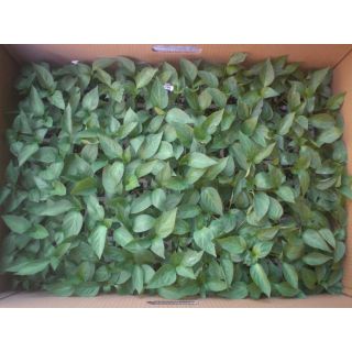 Compra PIMIENTO NABONE F1 Injertado EPS104 en la tienda online Fito Agrícola