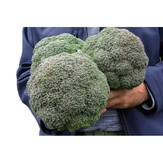 Compra BRÓCOLI PHAR LAP F1 Peliculado (10.000 Semillas). en la tienda online Fito Agrícola