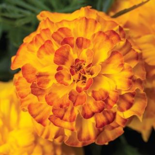 Compra TAGETE ENDURANCE SUNSET GOLD Peliculada (1000 Semillas). en la tienda online Fito Agrícola