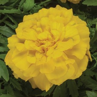 Compra TAGETE ENDURANCE YELLOW Peliculada (1000 Semillas). en la tienda online Fito Agrícola