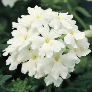 Compra VERBENA OBSESSION WHITE F1 (1000 Semillas). en la tienda online Fito Agrícola