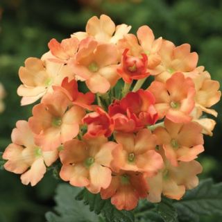 Compra VERBENA OBSESSION APRICOT F1 (1000 Semillas). en la tienda online Fito Agrícola