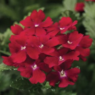 Compra VERBENA OBSESSION RED F1 (1000 Semillas). en la tienda online Fito Agrícola