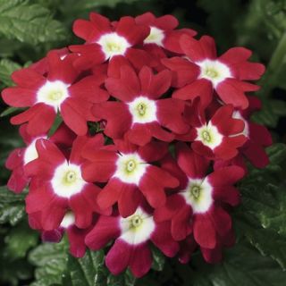 Compra VERBENA OBSESSION RED WITH EYE F1 (1000 Semillas). en la tienda online Fito Agrícola