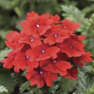 Compra VERBENA OBSESSION SCARLET F1 (1000 Semillas). en la tienda online Fito Agrícola