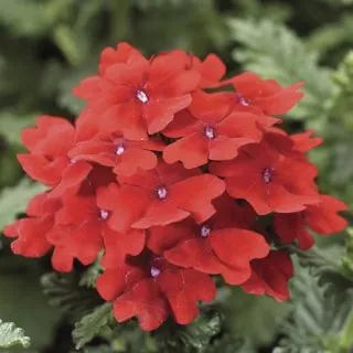 Compra VERBENA OBSESSION SCARLET F1 (1000 Semillas). en la tienda online Fito Agrícola