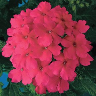 Compra VERBENA OBSESSION PINK F1 (1000 Semillas). en la tienda online Fito Agrícola