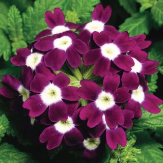 Compra VERBENA OBSESSION BURGUNDY WITH EYE F1 (1000 Semillas). en la tienda online Fito Agrícola