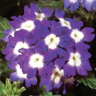 Compra VERBENA OBSESSION BLUE WITH EYE F1 (1000 Semillas). en la tienda online Fito Agrícola