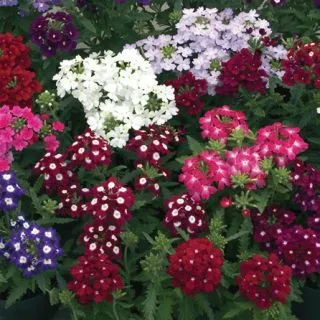 Compra VERBENA OBSESSION MIX F1 (1000 Semillas). en la tienda online Fito Agrícola
