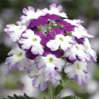 Compra VERBENA OBSESSION® TWISTER PURPLE F1 (1000 Semillas). en la tienda online Fito Agrícola