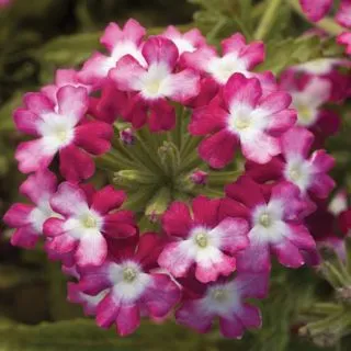 Compra VERBENA OBSESSION® TWISTER RED F1 (1000 Semillas). en la tienda online Fito Agrícola