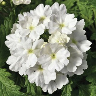 Compra VERBENA TUSCANY WHITE F1 (1000 Semillas). en la tienda online Fito Agrícola