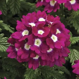 Compra VERBENA TUSCANY BURGUNDY WITH EYE F1 (1000 Semillas). en la tienda online Fito Agrícola