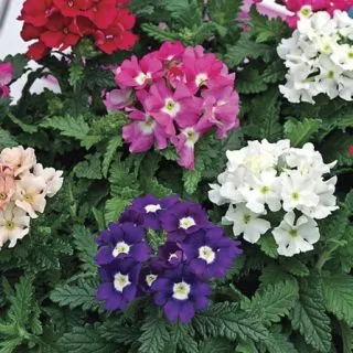Compra VERBENA TUSCANY MIX F1 (1000 Semillas). en la tienda online Fito Agrícola