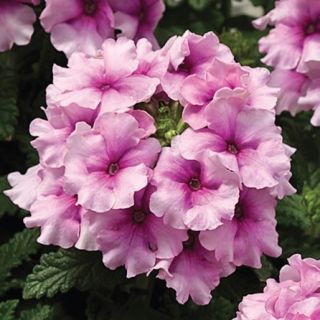 Compra VERBENA TUSCANY ORCHID FROST F1 (1000 Semillas). en la tienda online Fito Agrícola