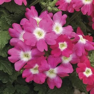 Compra VERBENA TUSCANY ROSE WITH EYE F1 (1000 Semillas). en la tienda online Fito Agrícola