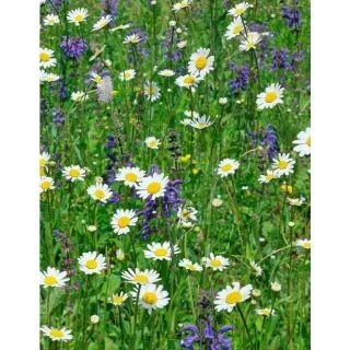 Compra MEDITERRANEA DE FLORES SILVESTRES (500 gr.). en la tienda online Fito Agrícola