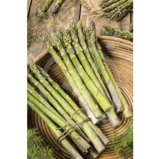 Compra ESPÁRRAGO APOLLO F1 (2ª) (250 garras) en la tienda online Fito Agrícola