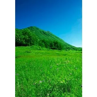 Compra REVEGETACIÓN UNIVERSAL (20 Kgr.) en la tienda online Fito Agrícola