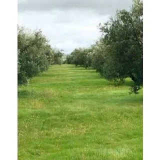 Compra ACOPERIRE VEGETALĂ PENTRU MĂSLINI (15 kg). en la tienda online Fito Agrícola