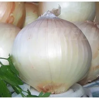 Compra CEBOLLA DULCE DE FUENTES Sel. Dulcinea (100 gr.). en la tienda online Fito Agrícola