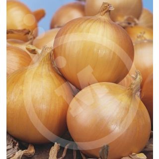 Compra CEBOLLA VALENCIANA TARDIA GRANO Sel. Eva (500 gr.). en la tienda online Fito Agrícola