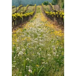 Compra CUBIERTA VEGETAL VIÑEDO FLORA BIODIVERSIDAD (5 Kgr.). en la tienda online Fito Agrícola