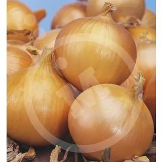 Compra CEBOLLA VALENCIANA TARDIA RECAS Sel. Riper (100 gr.). en la tienda online Fito Agrícola