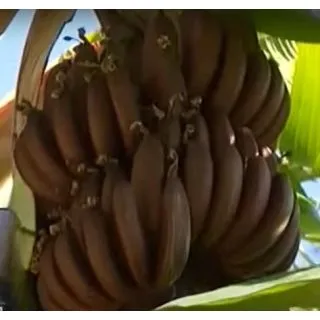 Compra PLATANERA RED DACCA en la tienda online Fito Agrícola