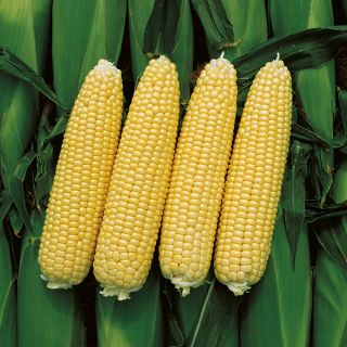 Compra MAÍZ SUPERDULCE CHALLENGER F1 (100.000 Semillas). en la tienda online Fito Agrícola