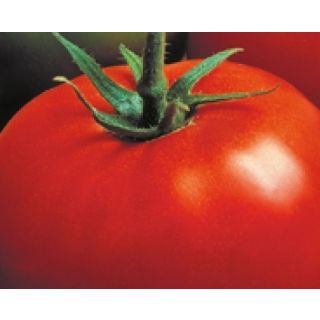 Compra TOMATE JACK F1 EPS247 en la tienda online Fito Agrícola
