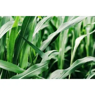 Compra SORGO SORDAN Sin Tratar (25 Kgr.). en la tienda online Fito Agrícola