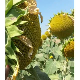 Compra GIRASOL HELESUN Resistente a Herbicida (150.000 Semillas) en la tienda online Fito Agrícola